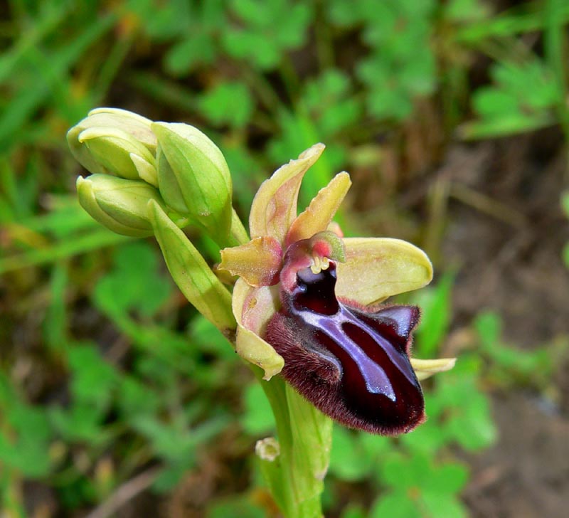 Primavera e orchidee palermitane